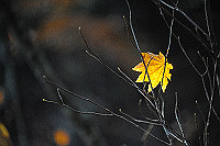DSC_4905_thumb.jpg