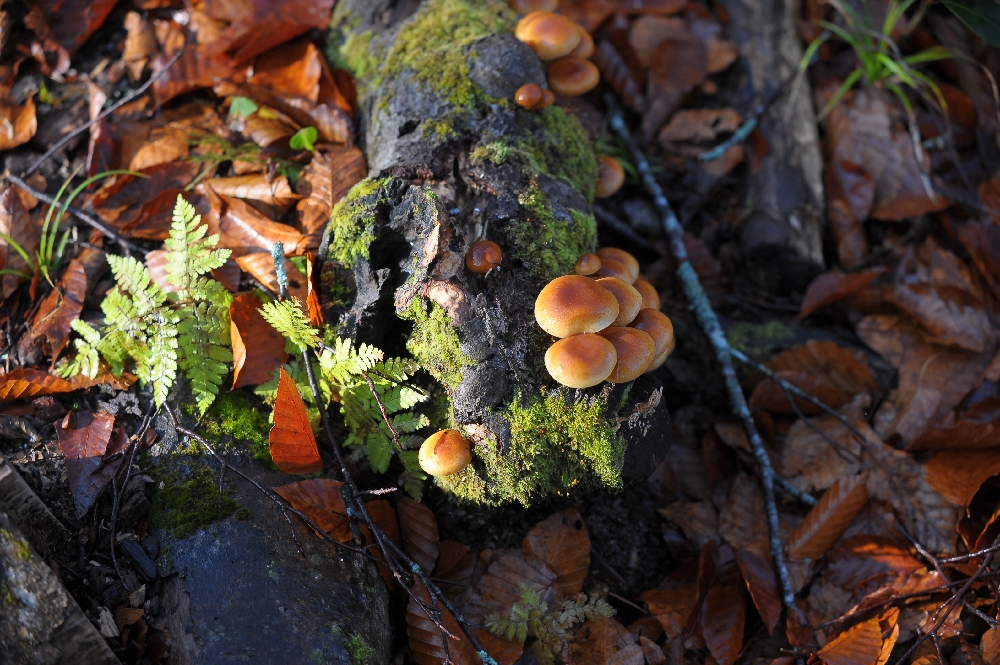 DSC_4980.JPG