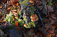 DSC_4980_thumb.jpg