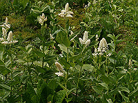P6080078_thumb.jpg