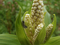 P6080092_thumb.jpg
