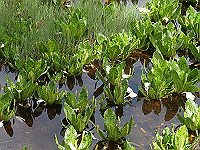 P6080098_thumb.jpg