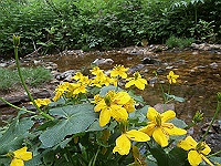 P6080110_thumb.jpg