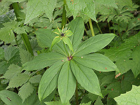 P6080114_thumb.jpg