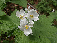 P6080147_thumb.jpg
