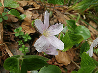 P6080158_thumb.jpg