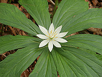 P6080166_thumb.jpg