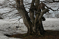 DSC_3080_thumb.jpg