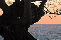 DSC_3119_thumb.jpg
