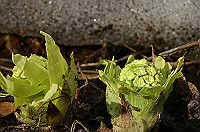 DSC_3278_thumb.jpg