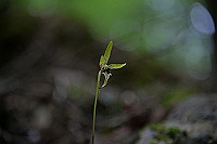 DSC_0252_thumb.jpg
