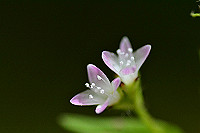 DSC_0266_thumb.jpg