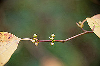 DSC_2732_thumb.jpg