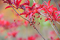 DSC_2744_thumb.jpg