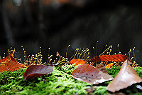 DSC_2776_thumb.jpg