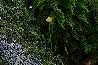 DSC_3823_thumb.jpg
