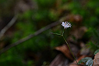 DSC_3845_thumb.jpg