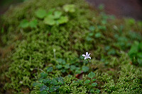 DSC_5463_thumb.jpg