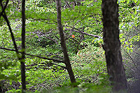 DSC_5606_thumb.jpg