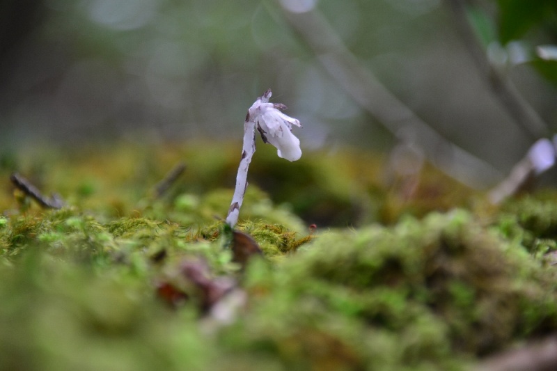 DSC_6021.jpg