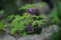 DSC_1213_thumb.jpg