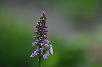 DSC_1220_thumb.jpg