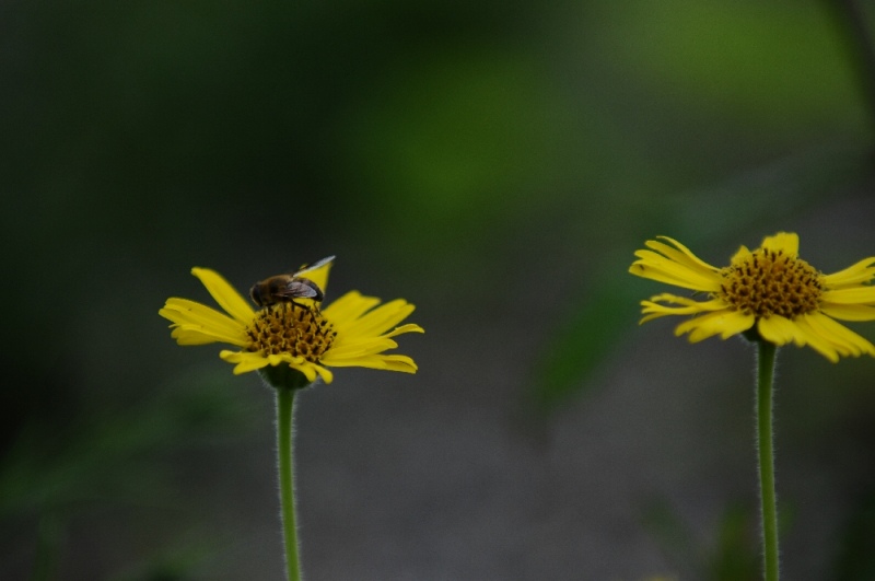 DSC_1226.jpg