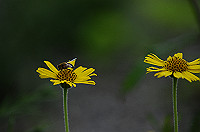 DSC_1226_thumb.jpg