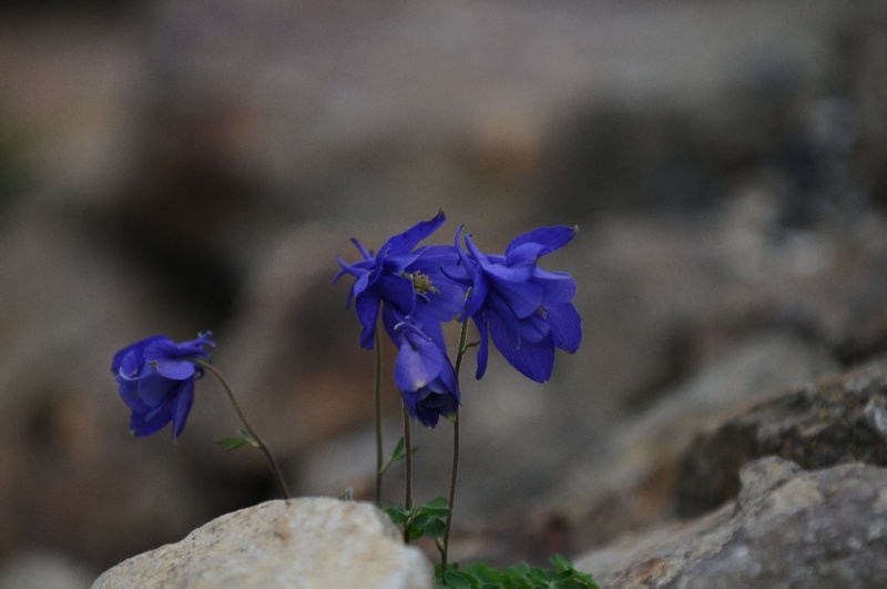 DSC_1229.jpg