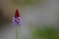DSC_1275_thumb.jpg