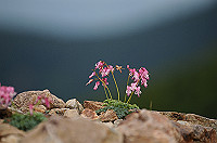 DSC_1343_thumb.jpg