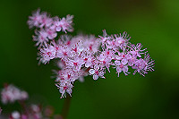 DSC_2163_thumb.jpg