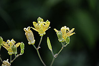 DSC_2286_thumb.jpg