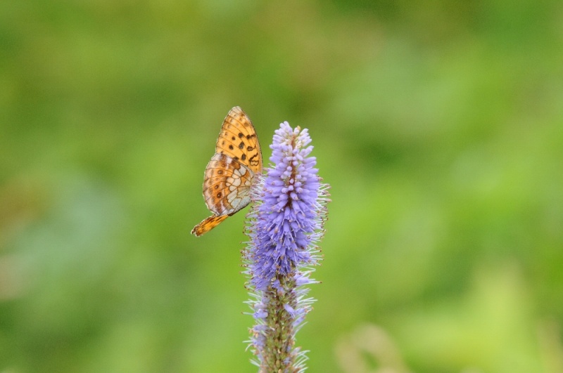 DSC_2920.jpg