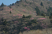 DSC_6895_thumb.jpg