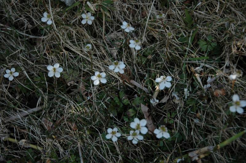 DSC_7007.jpg