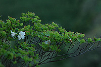 DSC_7200_thumb.jpg