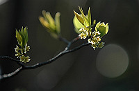 DSC_7304_thumb.jpg
