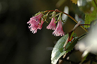 DSC_7492_thumb.jpg