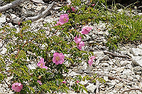DSC_0637_thumb.jpg