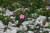 DSC_0758_thumb.jpg