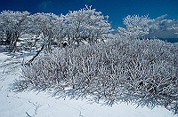 DSC_1464_thumb.jpg
