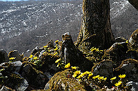 DSC_1066_thumb.jpg