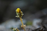 DSC_1187_thumb.jpg