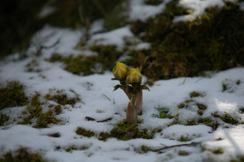 DSC_1242.jpg