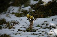 DSC_1242_thumb.jpg