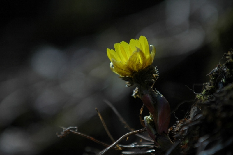 DSC_1389.jpg