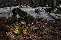 DSC_1529_thumb.jpg