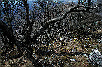 DSC_1546_thumb.jpg