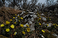 DSC_1985_thumb.jpg